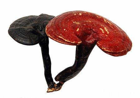 靈芝（片）