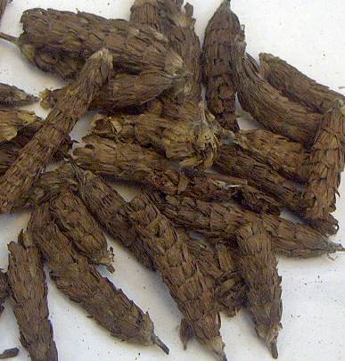 夏枯球