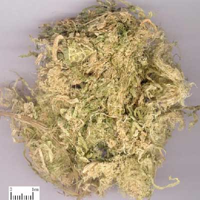 竹茹