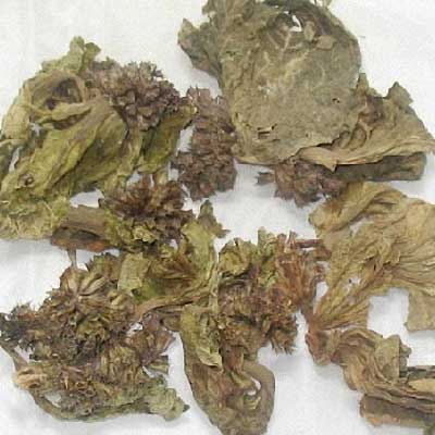 雞冠花