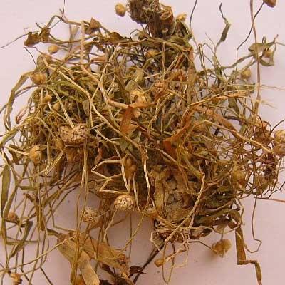 谷精草
