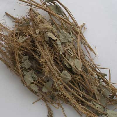 廣金錢草