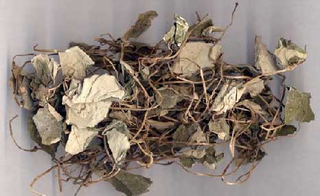 金錢草