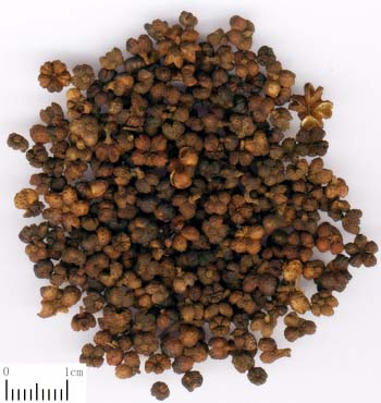 制吳茱萸
