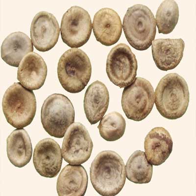 馬錢子（油炸）